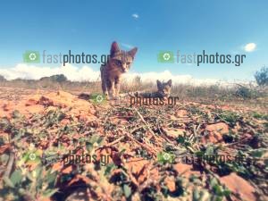 Φωτογραφία Cats and Dogs 
