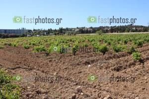 Φωτογραφία Φωτογραφίες από Σπάτα Αττικής
